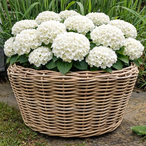 Van der leeden - drypot®, rattan