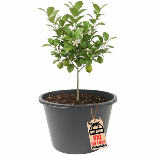 Blumenkübel xxl liter - xxl, rund