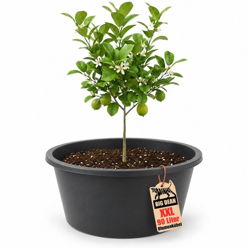 Blumenkübel xxl liter - xxl, rund