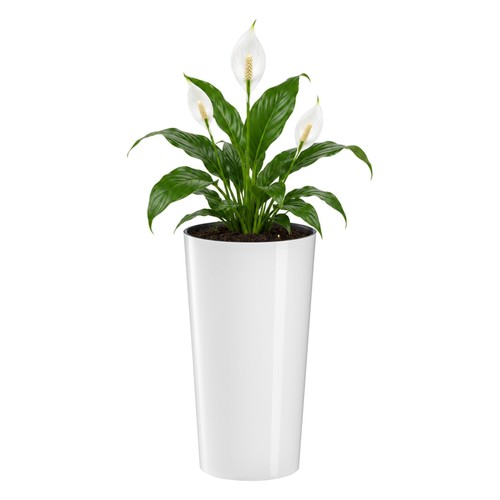 Blumentopf xxl groß rund - blumentopf,